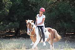 Laren Safari Park - Orman Turu