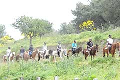 Laren Safari Park - Orman Turu