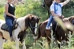 Laren Safari Park - Orman Turu