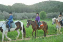 Laren Safari Park - Orman Turu