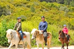 Laren Safari Park - Orman Turu