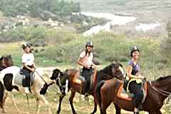 Laren Safari Park - Orman Turu