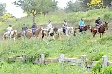 forest tour with horses